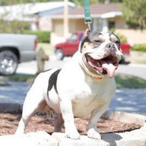 Meet your Posher, Sam